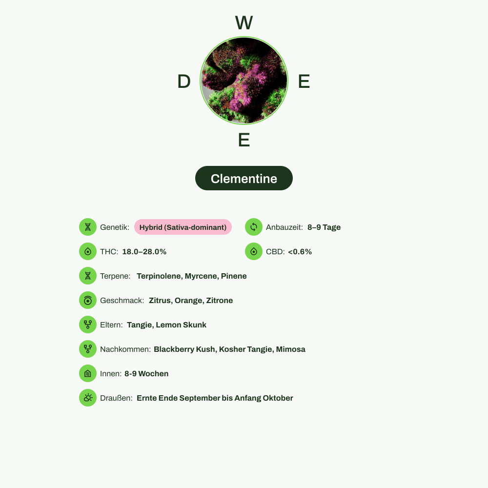 Infografik über THC-Gehalt, CBD-Gehalt, Terpene, Wirkungen, Geschmack von Clementine