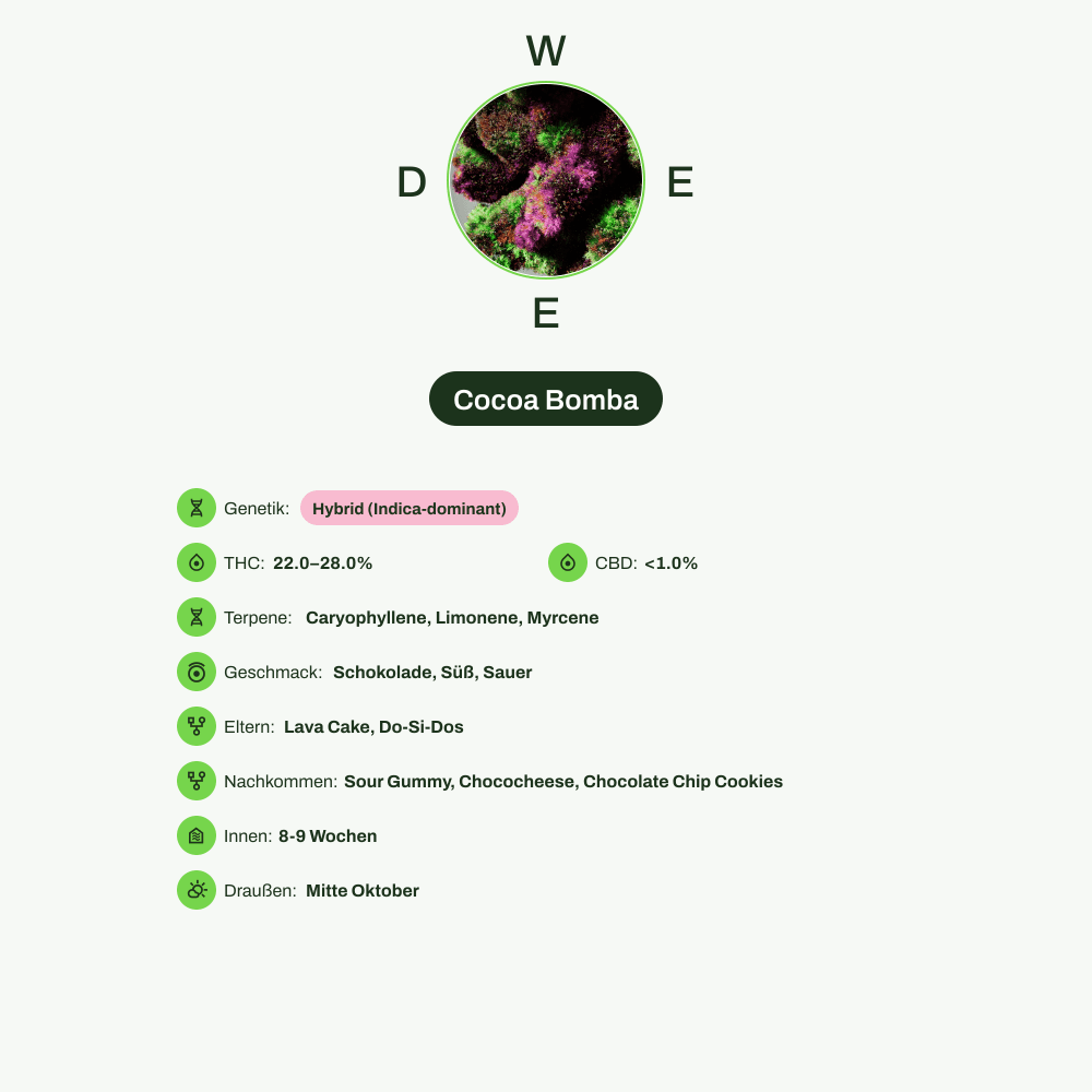 Infografik über THC-Gehalt, CBD-Gehalt, Terpene, Wirkungen, Geschmack von Cocoa Bomba