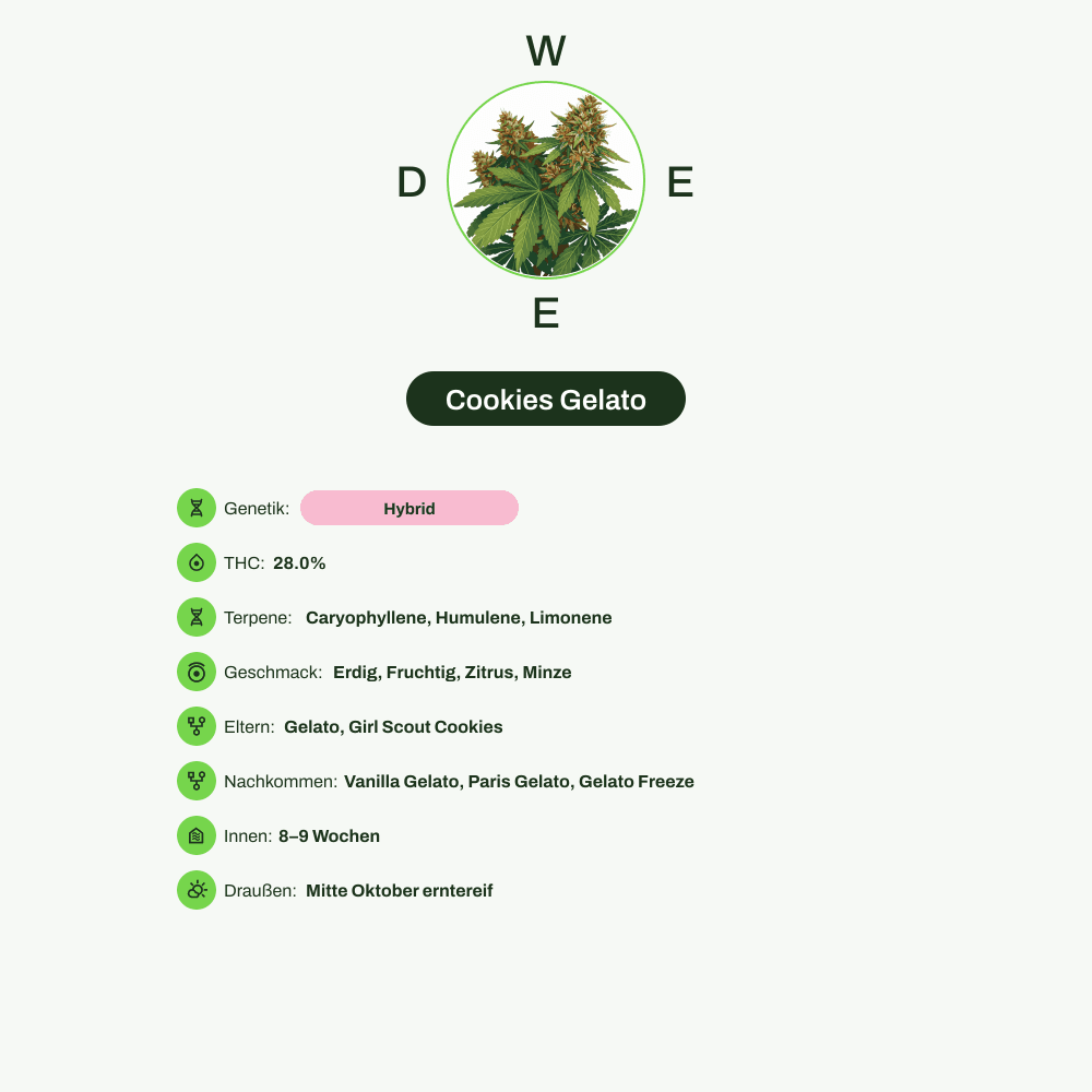 Infografik über THC-Gehalt, CBD-Gehalt, Terpene, Wirkungen, Geschmack von Cookies Gelato