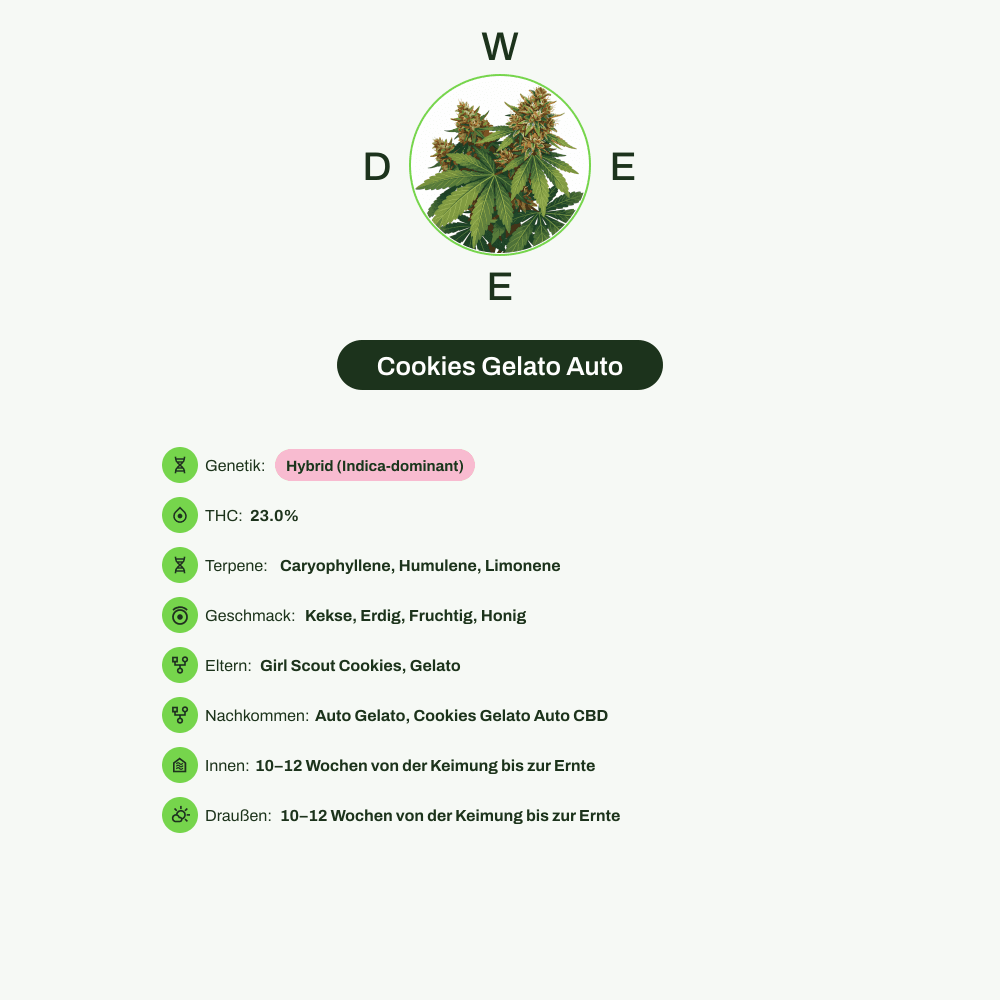 Infografik über THC-Gehalt, CBD-Gehalt, Terpene, Wirkungen, Geschmack von Cookies Gelato Auto