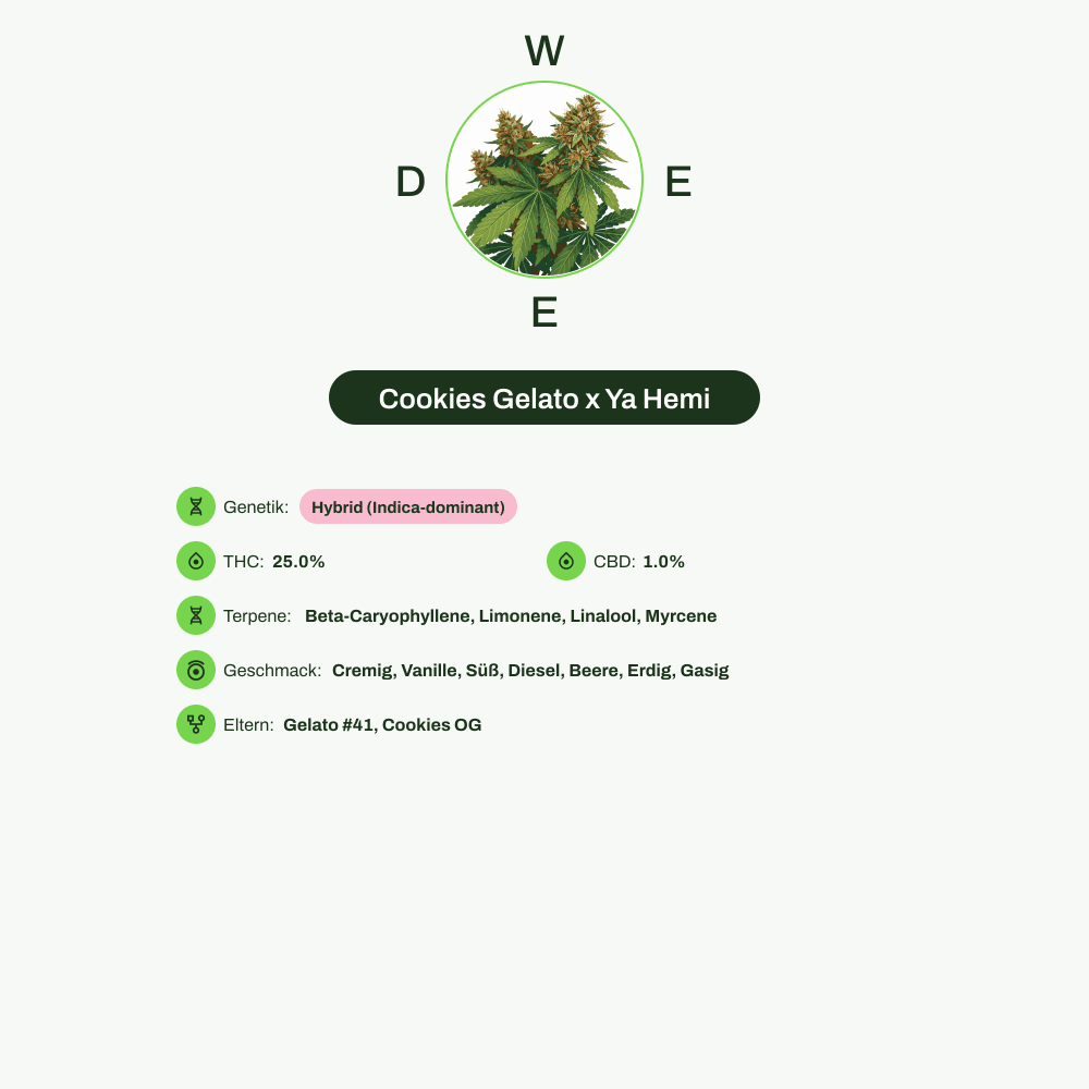 Infografik über THC-Gehalt, CBD-Gehalt, Terpene, Wirkungen, Geschmack von Cookies Gelato x Ya Hemi