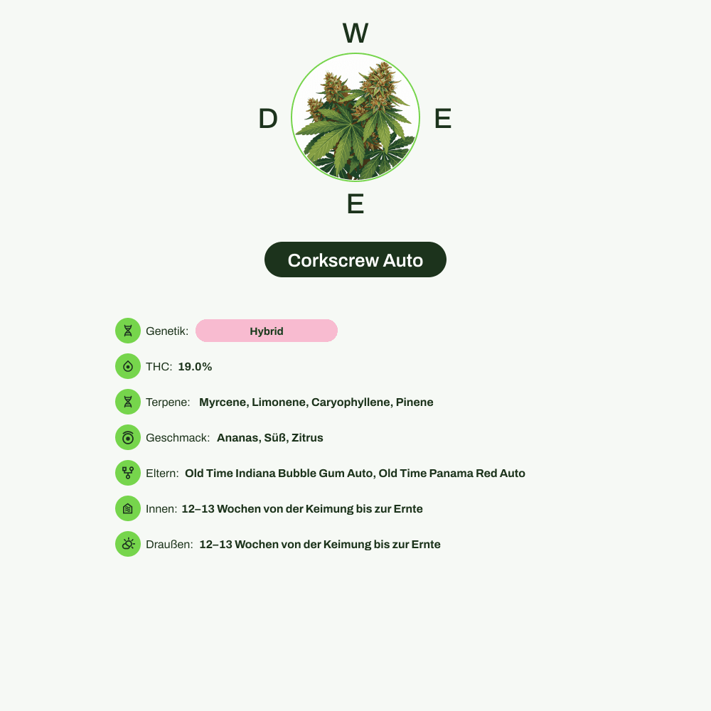 Infografik über THC-Gehalt, CBD-Gehalt, Terpene, Wirkungen, Geschmack von Corkscrew Auto
