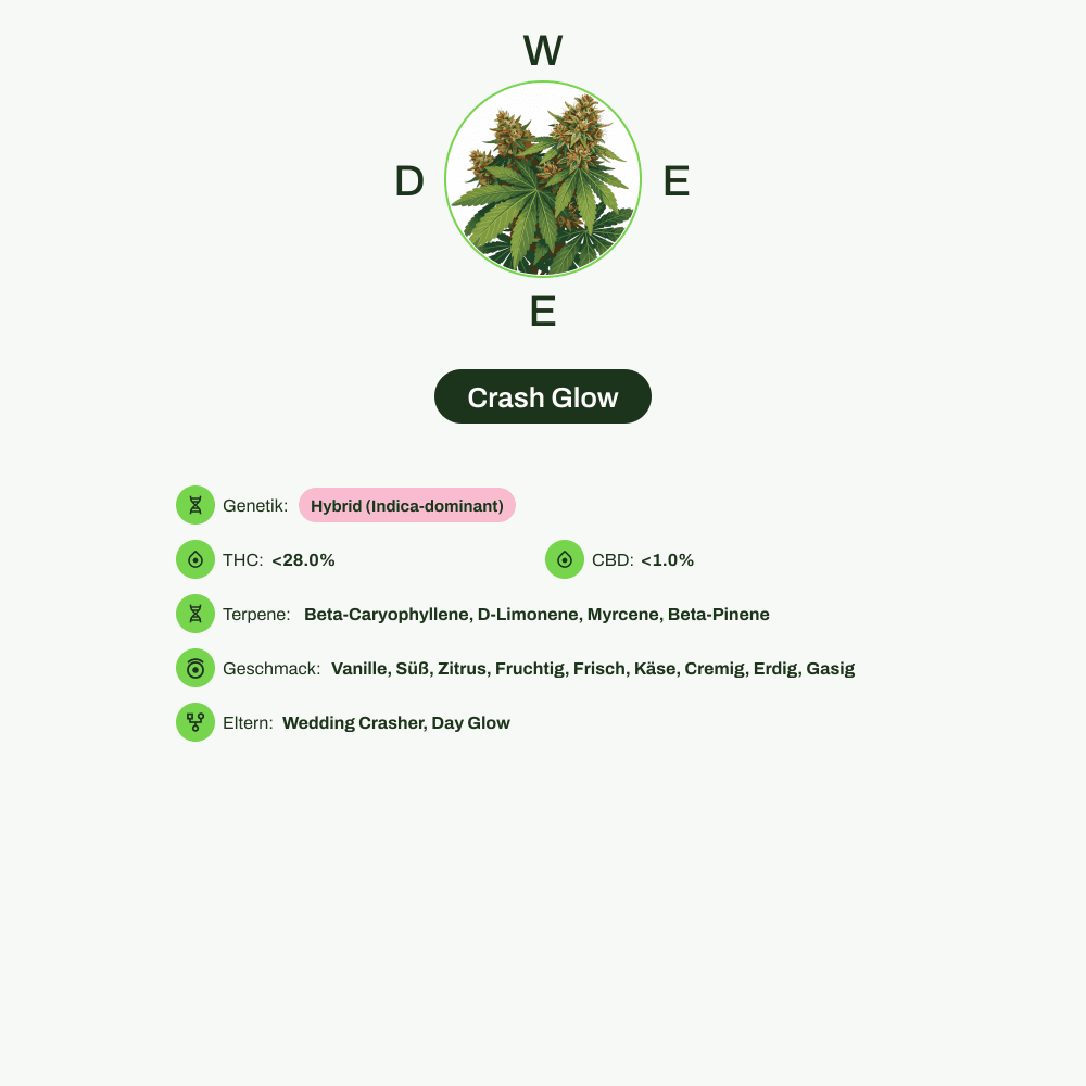 Infografik über THC-Gehalt, CBD-Gehalt, Terpene, Wirkungen, Geschmack von Crash Glow