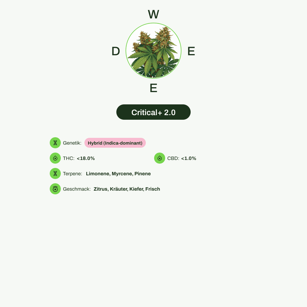 Infografik über THC-Gehalt, CBD-Gehalt, Terpene, Wirkungen, Geschmack von Critical+ 2.0