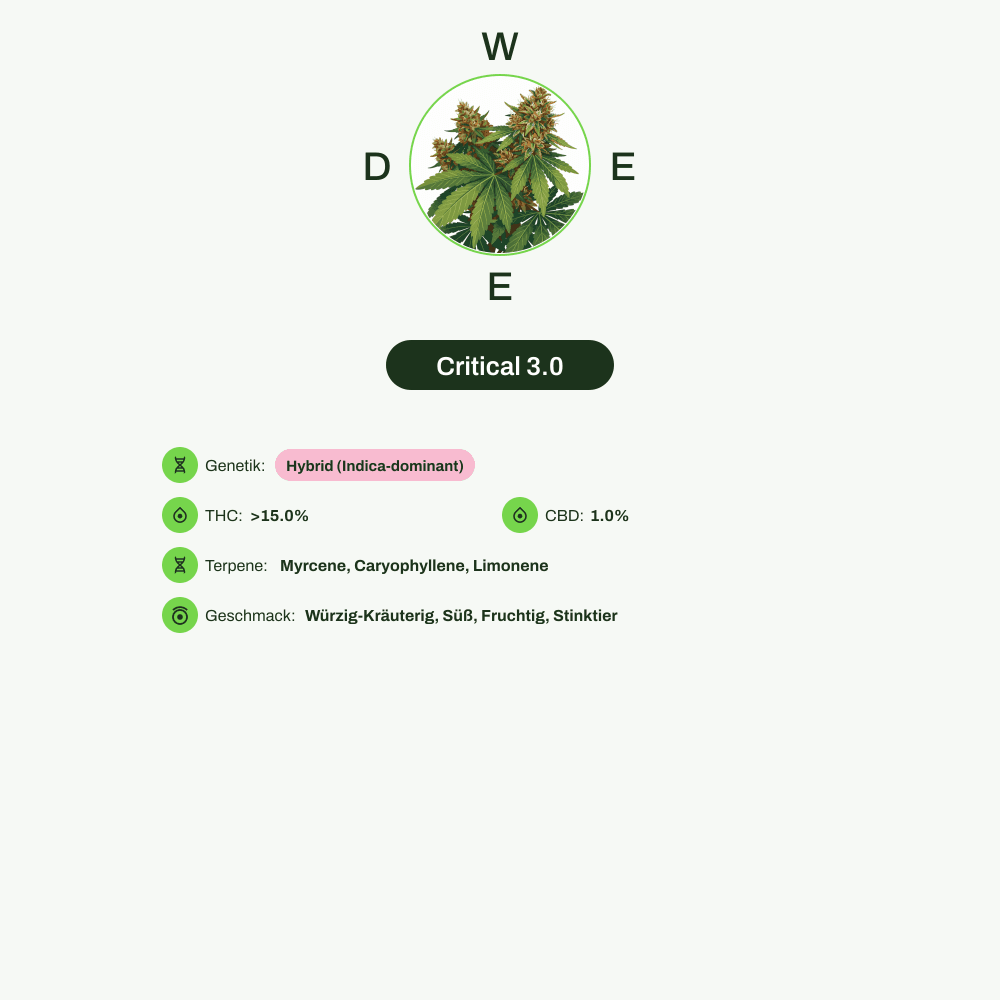Infografik über THC-Gehalt, CBD-Gehalt, Terpene, Wirkungen, Geschmack von Critical 3.0