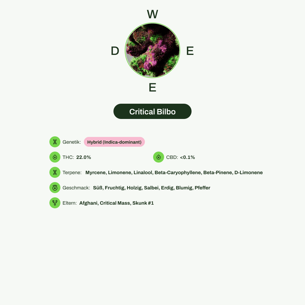 Infografik über THC-Gehalt, CBD-Gehalt, Terpene, Wirkungen, Geschmack von Critical Bilbo