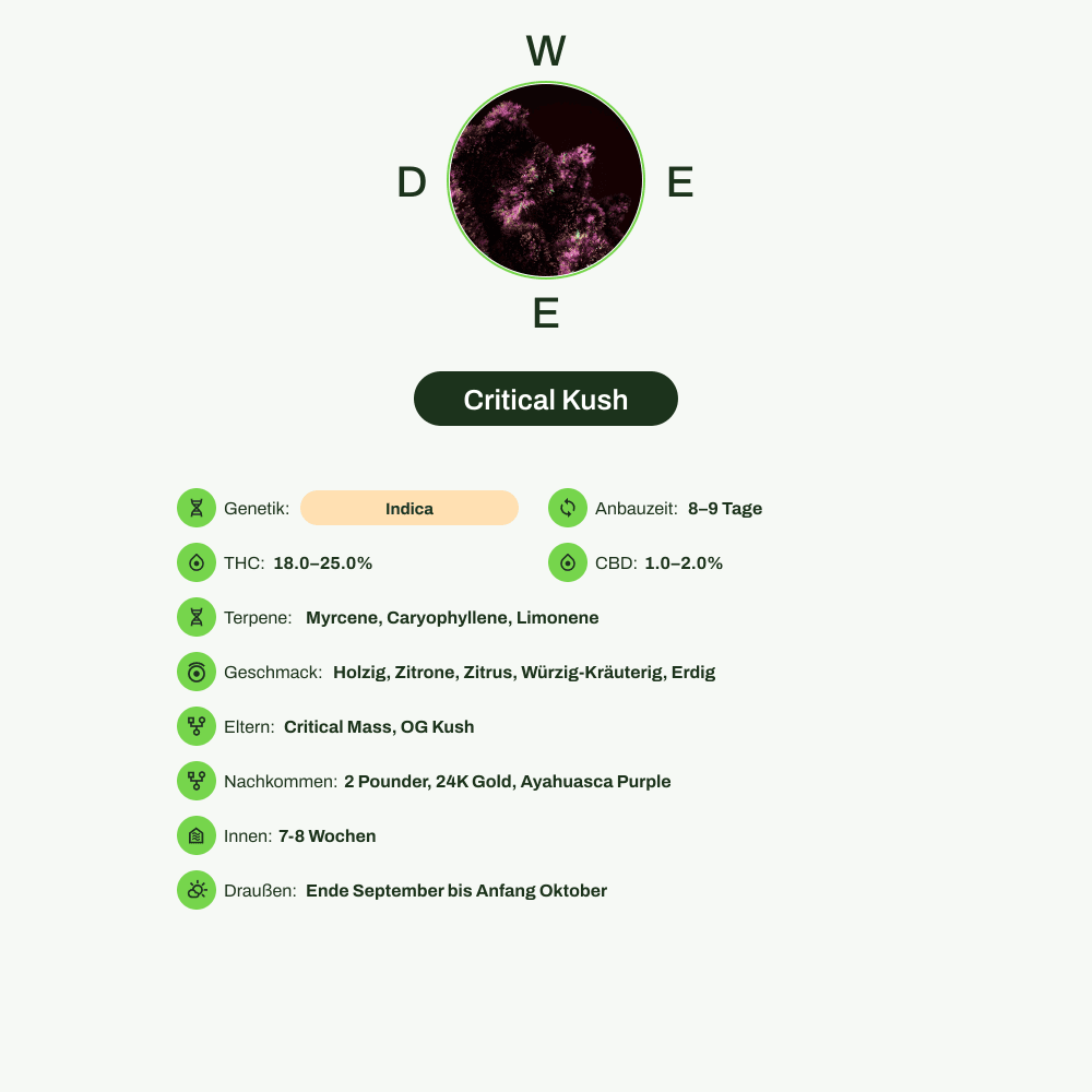 Infografik über THC-Gehalt, CBD-Gehalt, Terpene, Wirkungen, Geschmack von Critical Kush