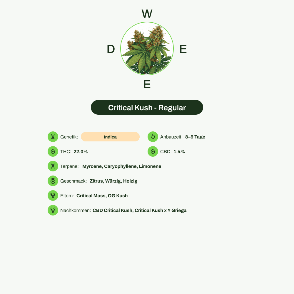 Infografik über THC-Gehalt, CBD-Gehalt, Terpene, Wirkungen, Geschmack von Critical Kush - Regular
