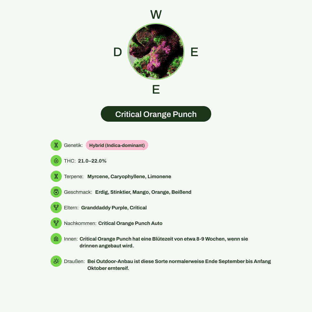 Infografik über THC-Gehalt, CBD-Gehalt, Terpene, Wirkungen, Geschmack von Critical Orange Punch