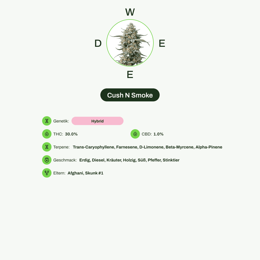 Infografik über THC-Gehalt, CBD-Gehalt, Terpene, Wirkungen, Geschmack von Cush N Smoke