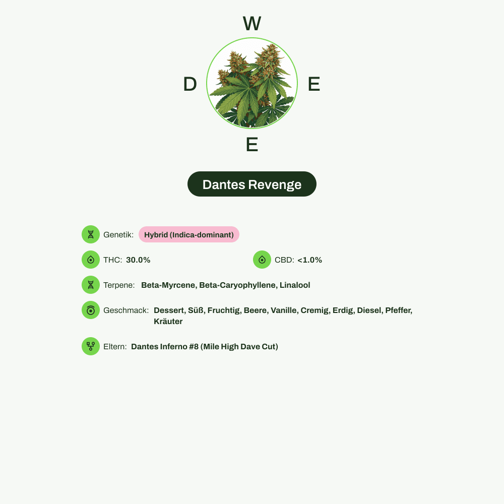Infografik über THC-Gehalt, CBD-Gehalt, Terpene, Wirkungen, Geschmack von Dantes Revenge