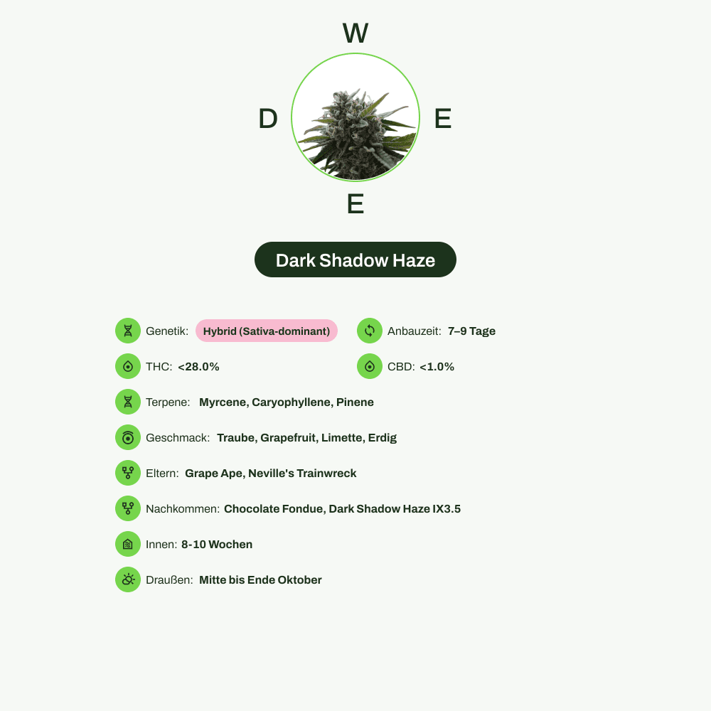 Infografik über THC-Gehalt, CBD-Gehalt, Terpene, Wirkungen, Geschmack von Dark Shadow Haze