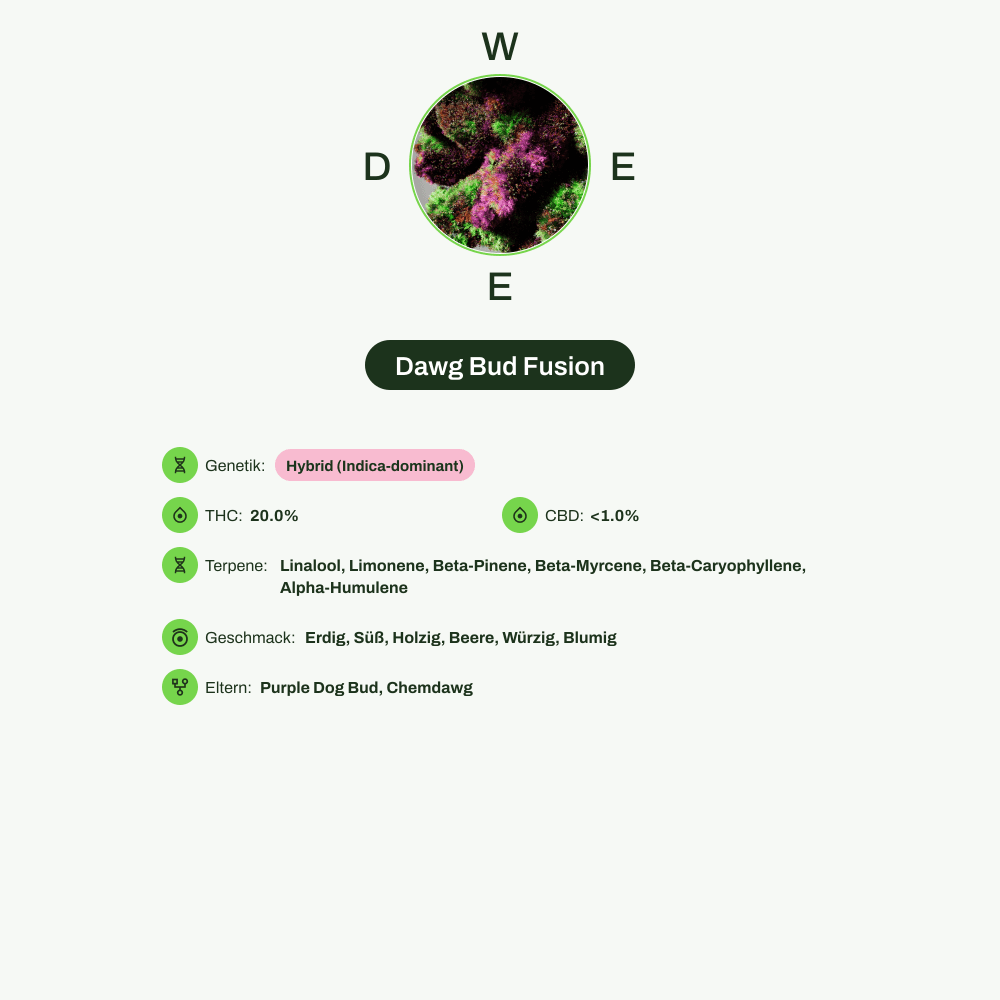 Infografik über THC-Gehalt, CBD-Gehalt, Terpene, Wirkungen, Geschmack von Dawg Bud Fusion