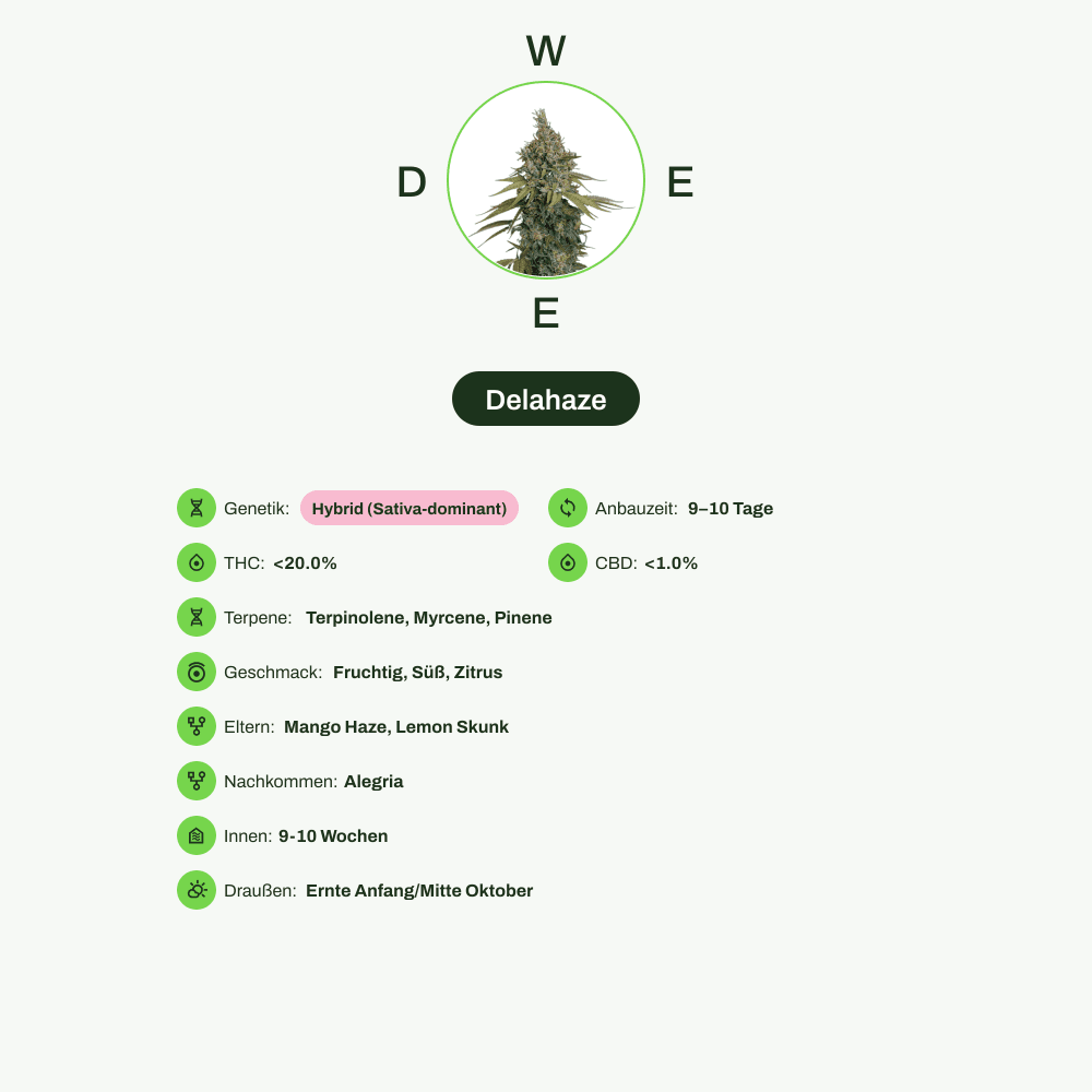 Infografik über THC-Gehalt, CBD-Gehalt, Terpene, Wirkungen, Geschmack von Delahaze