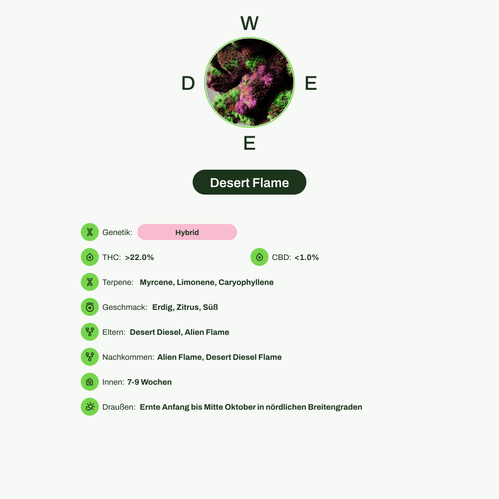 Infografik über THC-Gehalt, CBD-Gehalt, Terpene, Wirkungen, Geschmack von Desert Flame