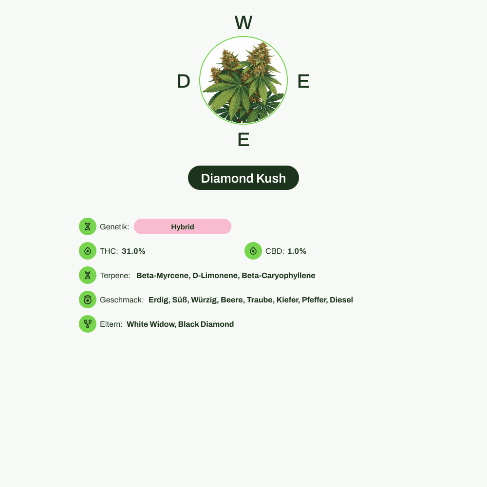 Infografik über THC-Gehalt, CBD-Gehalt, Terpene, Wirkungen, Geschmack von Diamond Kush