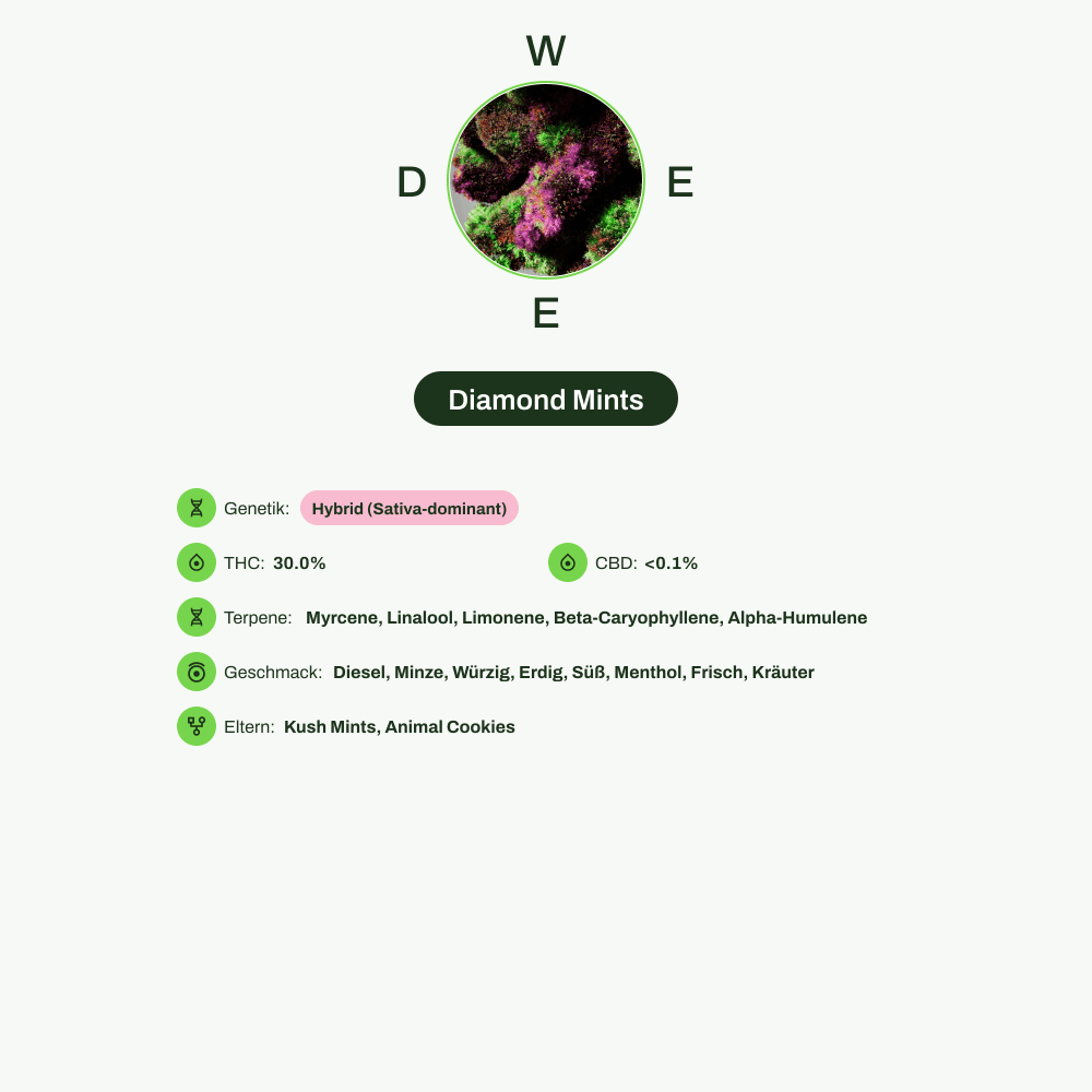 Infografik über THC-Gehalt, CBD-Gehalt, Terpene, Wirkungen, Geschmack von Diamond Mints