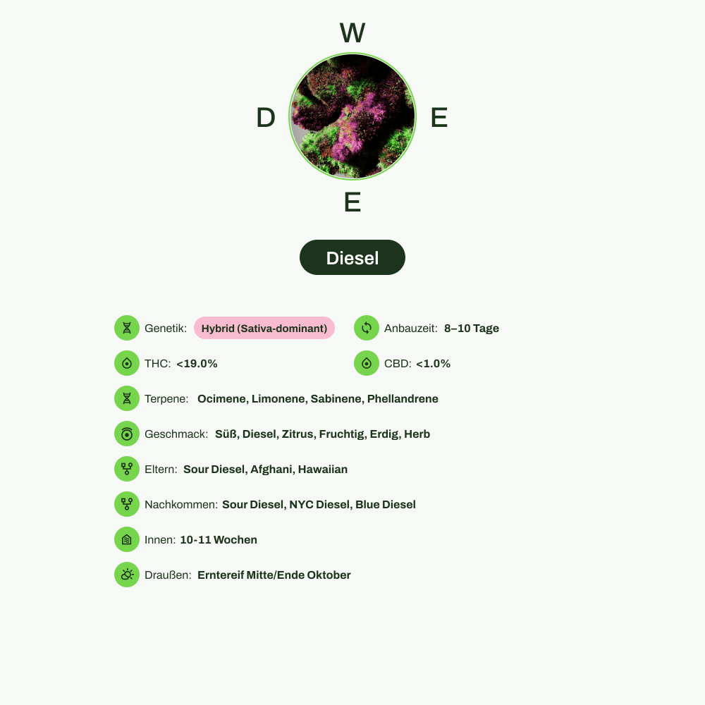 Infografik über THC-Gehalt, CBD-Gehalt, Terpene, Wirkungen, Geschmack von Diesel