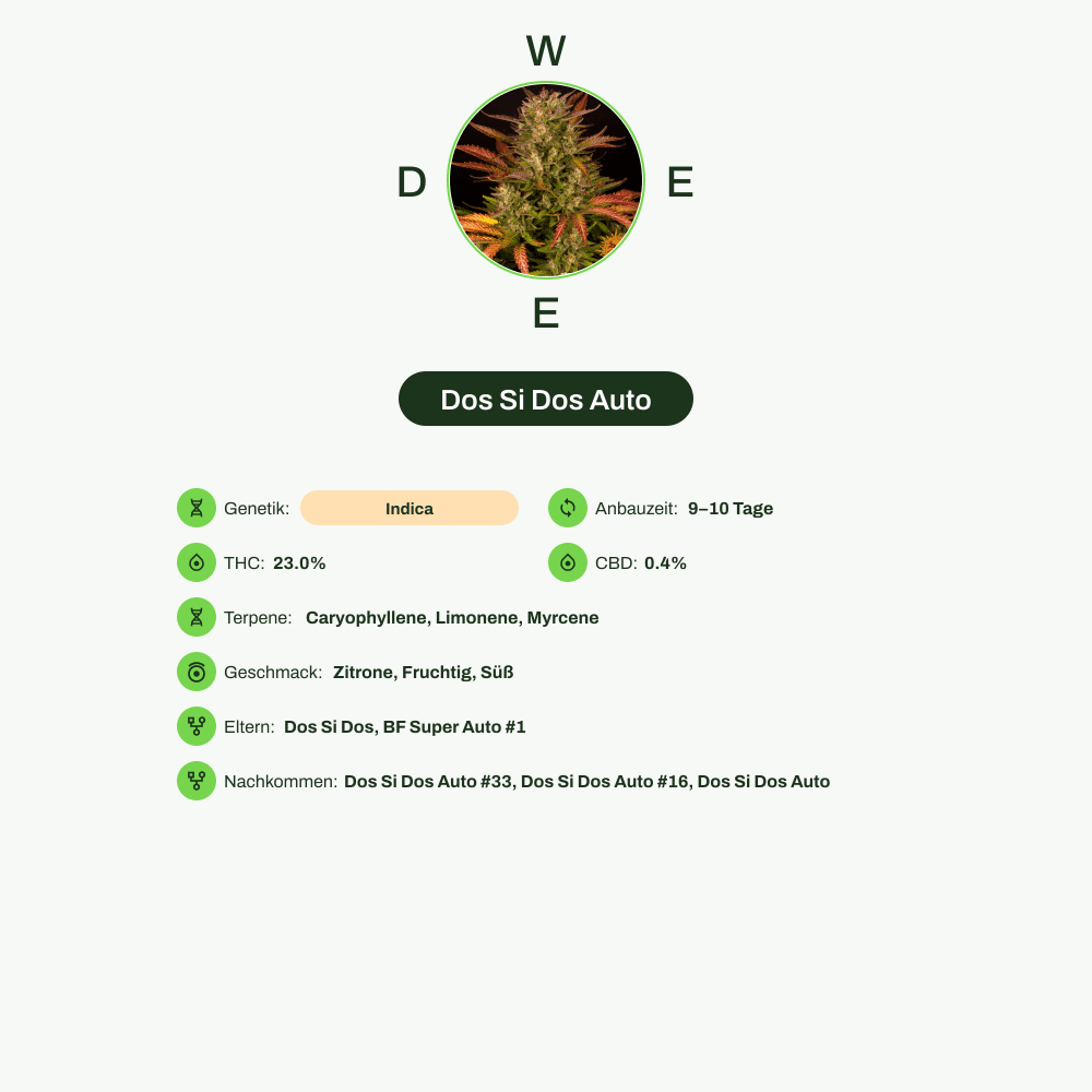Infografik über THC-Gehalt, CBD-Gehalt, Terpene, Wirkungen, Geschmack von Dos Si Dos Auto
