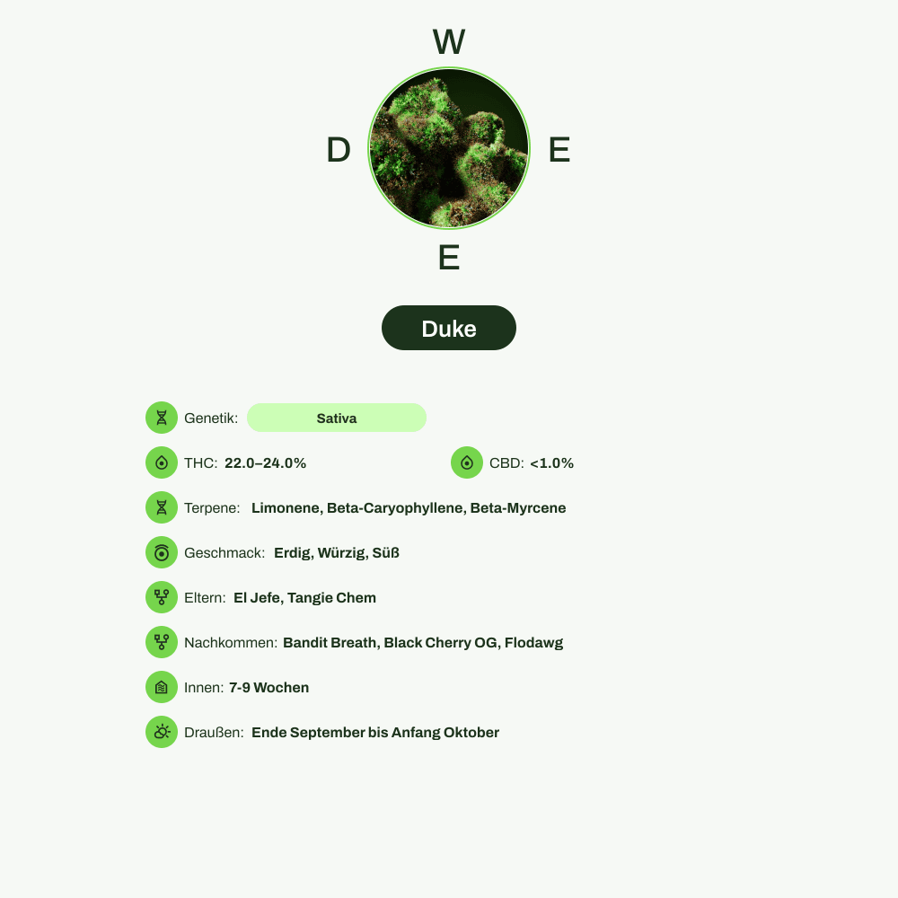 Infografik über THC-Gehalt, CBD-Gehalt, Terpene, Wirkungen, Geschmack von Duke