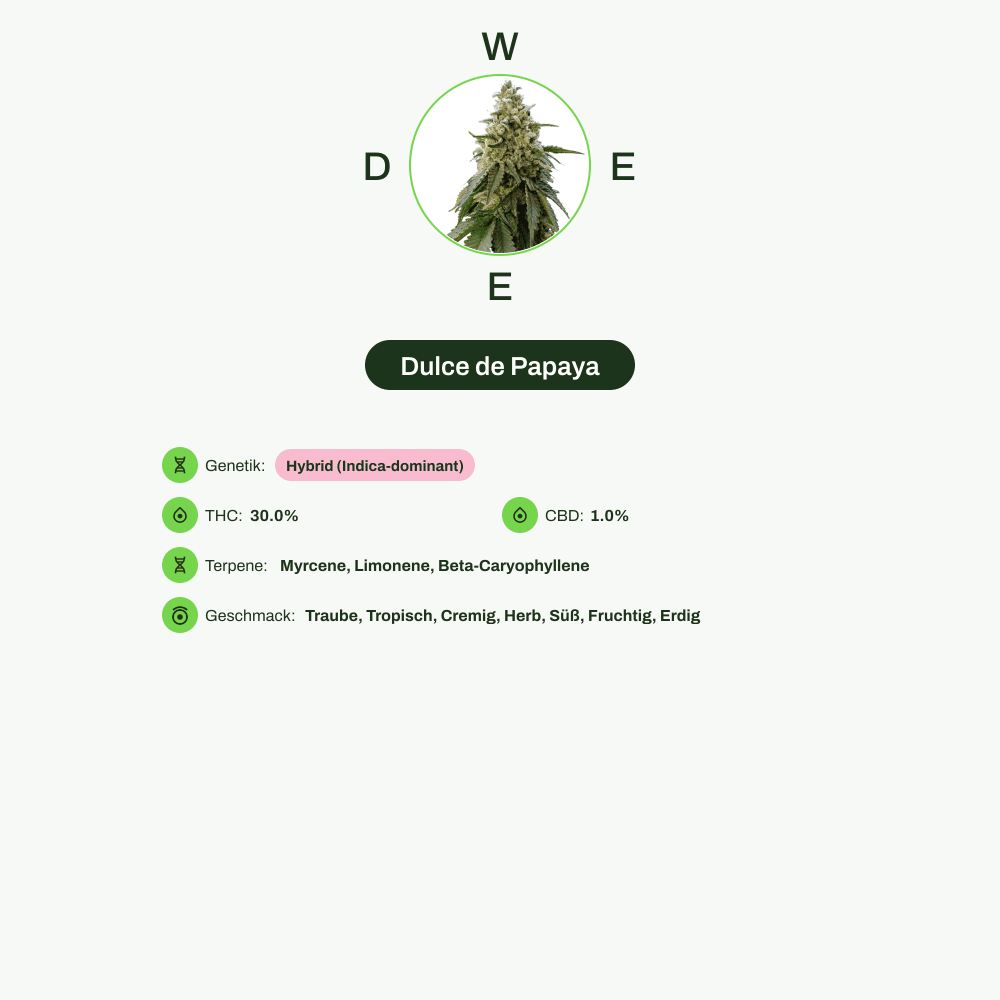 Infografik über THC-Gehalt, CBD-Gehalt, Terpene, Wirkungen, Geschmack von Dulce de Papaya