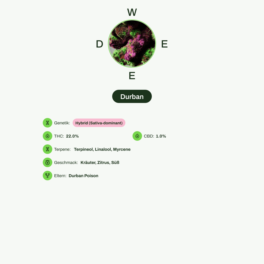 Infografik über THC-Gehalt, CBD-Gehalt, Terpene, Wirkungen, Geschmack von Durban