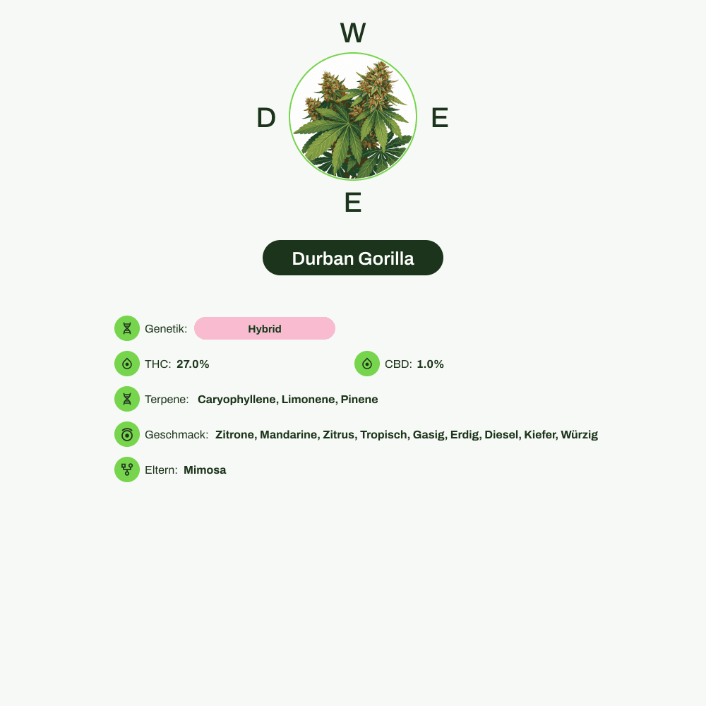 Infografik über THC-Gehalt, CBD-Gehalt, Terpene, Wirkungen, Geschmack von Durban Gorilla