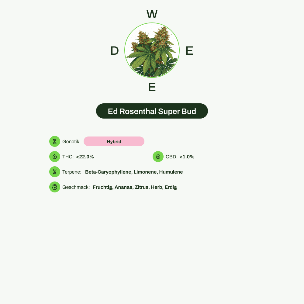Infografik über THC-Gehalt, CBD-Gehalt, Terpene, Wirkungen, Geschmack von Ed Rosenthal Super Bud