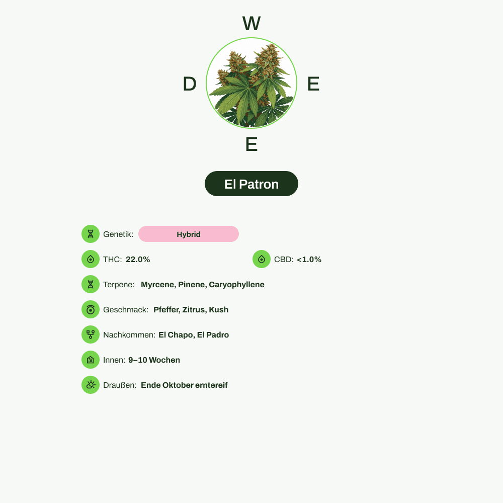 Infografik über THC-Gehalt, CBD-Gehalt, Terpene, Geschmack von El Patron
