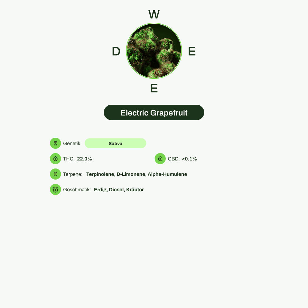 Infografik über THC-Gehalt, CBD-Gehalt, Terpene, Wirkungen, Geschmack von Electric Grapefruit