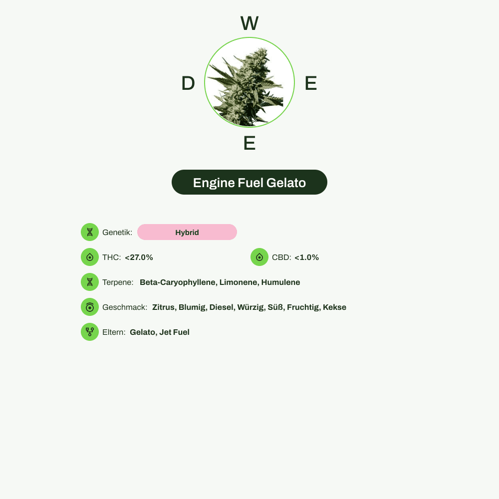 Infografik über THC-Gehalt, CBD-Gehalt, Terpene, Wirkungen, Geschmack von Engine Fuel Gelato