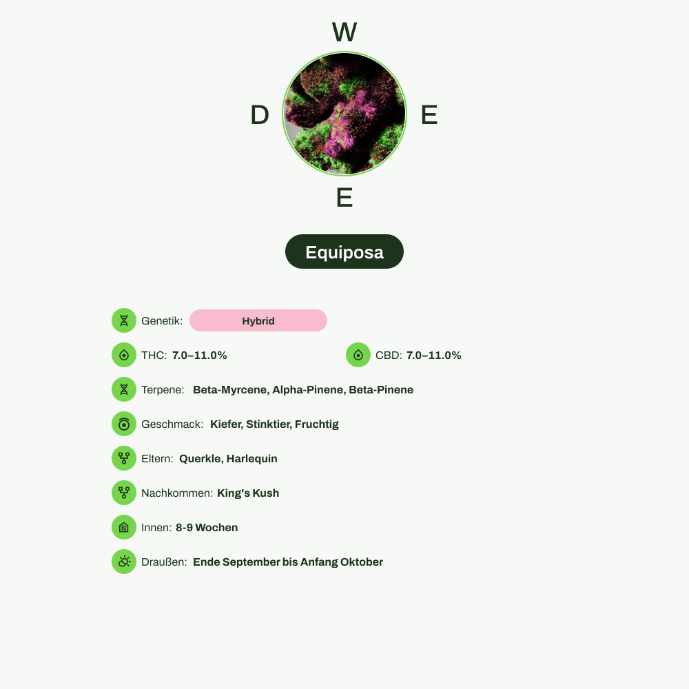 Infografik über THC-Gehalt, CBD-Gehalt, Terpene, Wirkungen, Geschmack von Equiposa