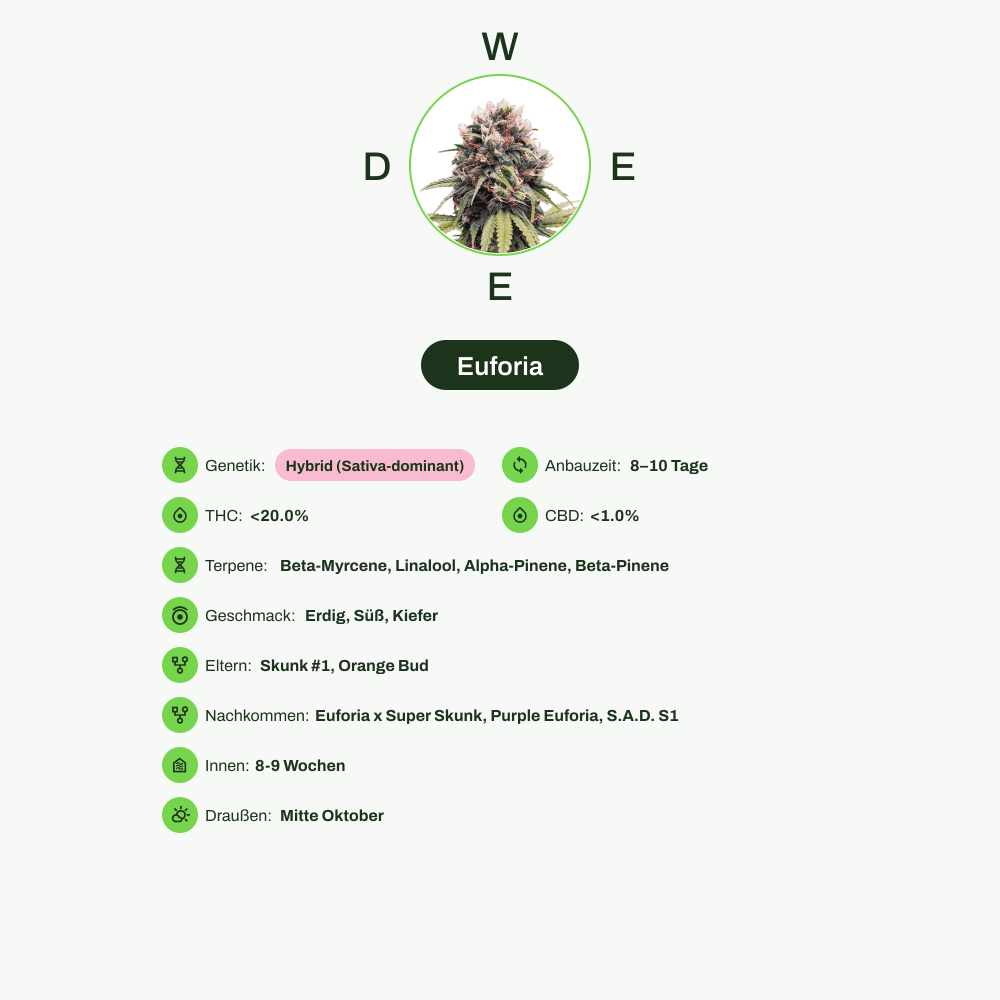 Infografik über THC-Gehalt, CBD-Gehalt, Terpene, Wirkungen, Geschmack von Euforia