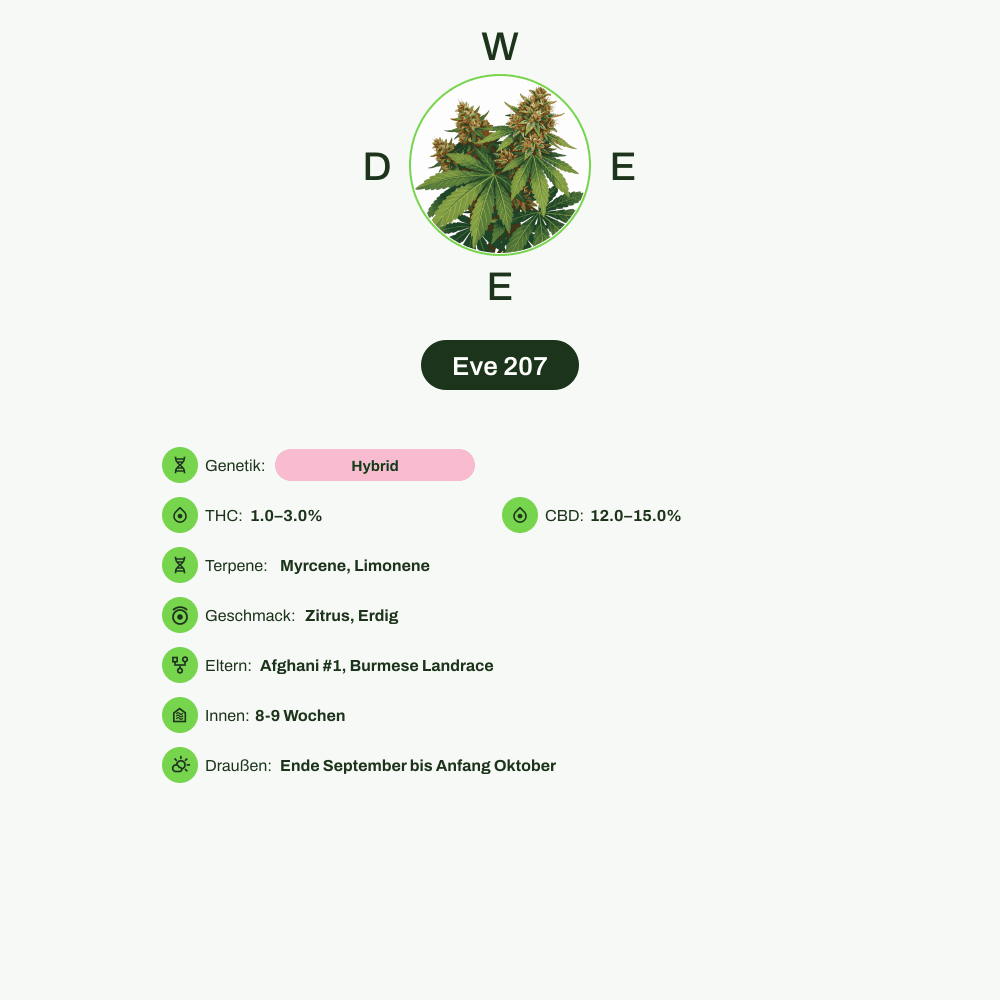 Infografik über THC-Gehalt, CBD-Gehalt, Terpene, Wirkungen, Geschmack von Eve 207