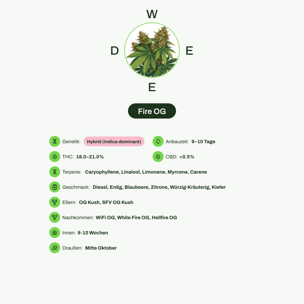 Infografik über THC-Gehalt, CBD-Gehalt, Terpene, Wirkungen, Geschmack von Fire OG