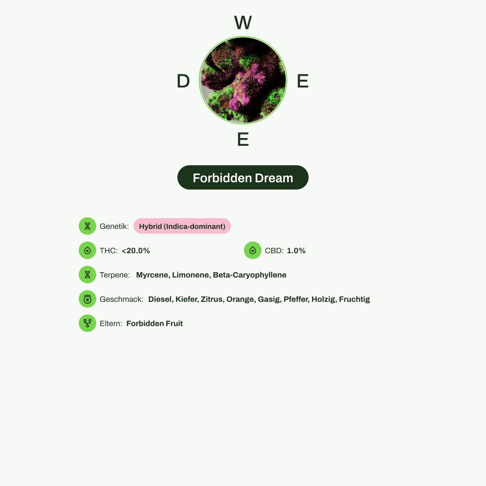 Infografik über THC-Gehalt, CBD-Gehalt, Terpene, Wirkungen, Geschmack von Forbidden Dream