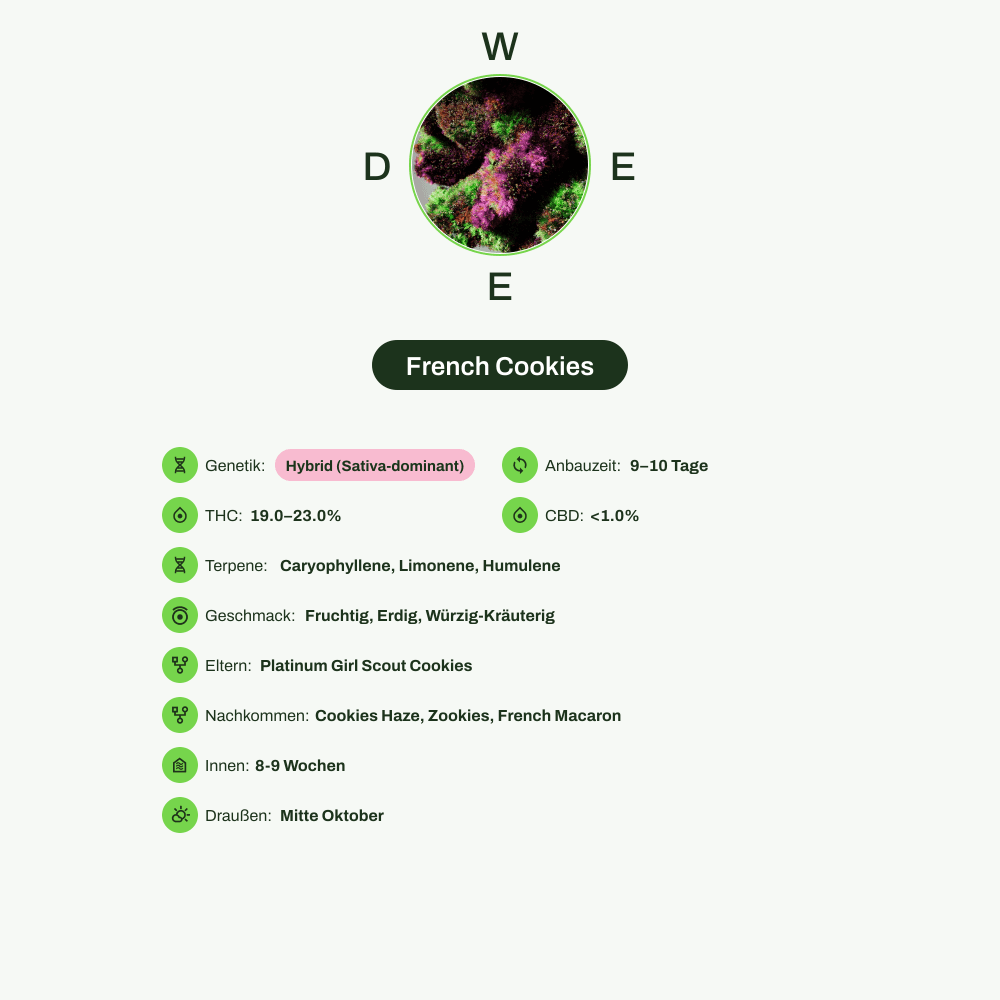 Infografik über THC-Gehalt, CBD-Gehalt, Terpene, Wirkungen, Geschmack von French Cookies