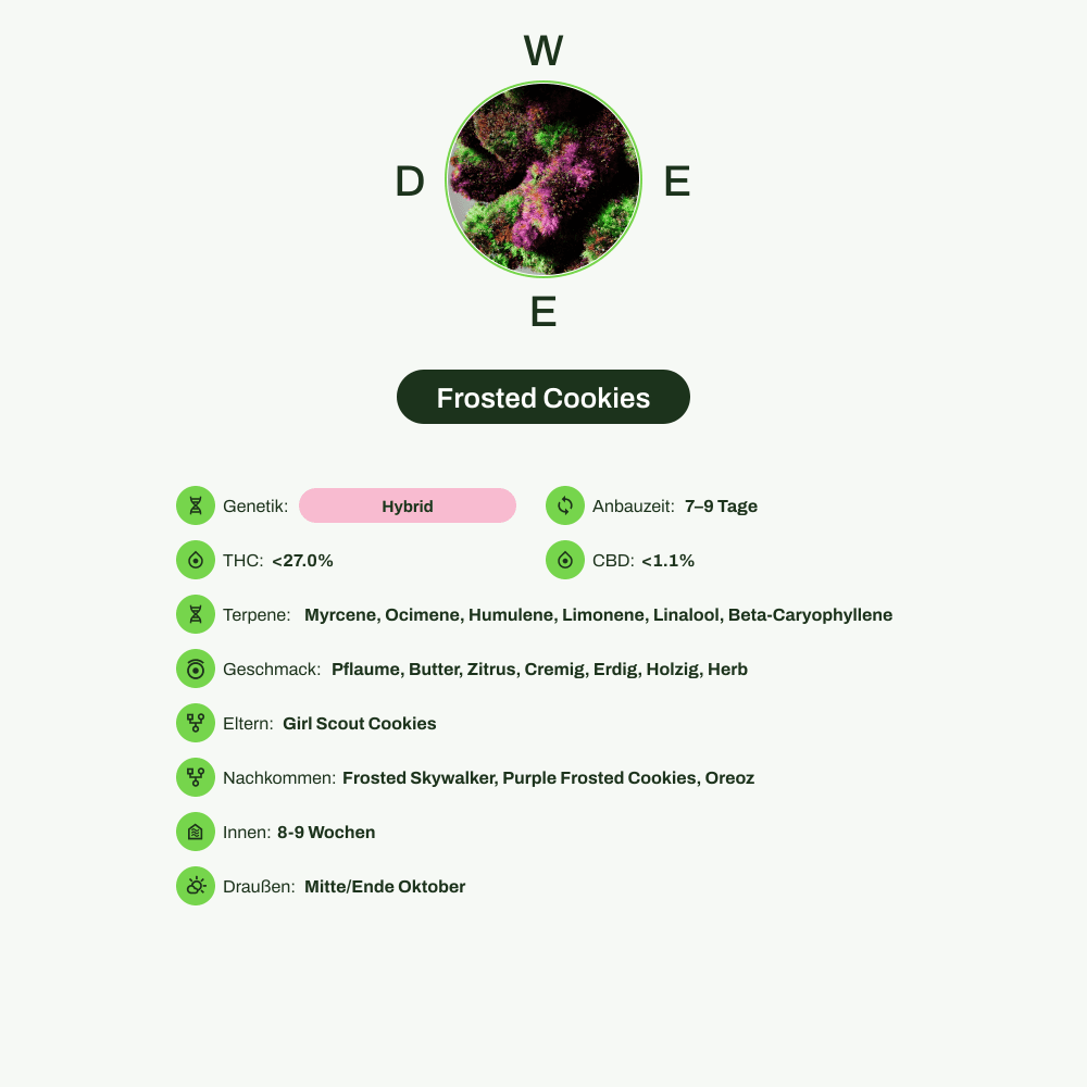 Infografik über THC-Gehalt, CBD-Gehalt, Terpene, Wirkungen, Geschmack von Frosted Cookies