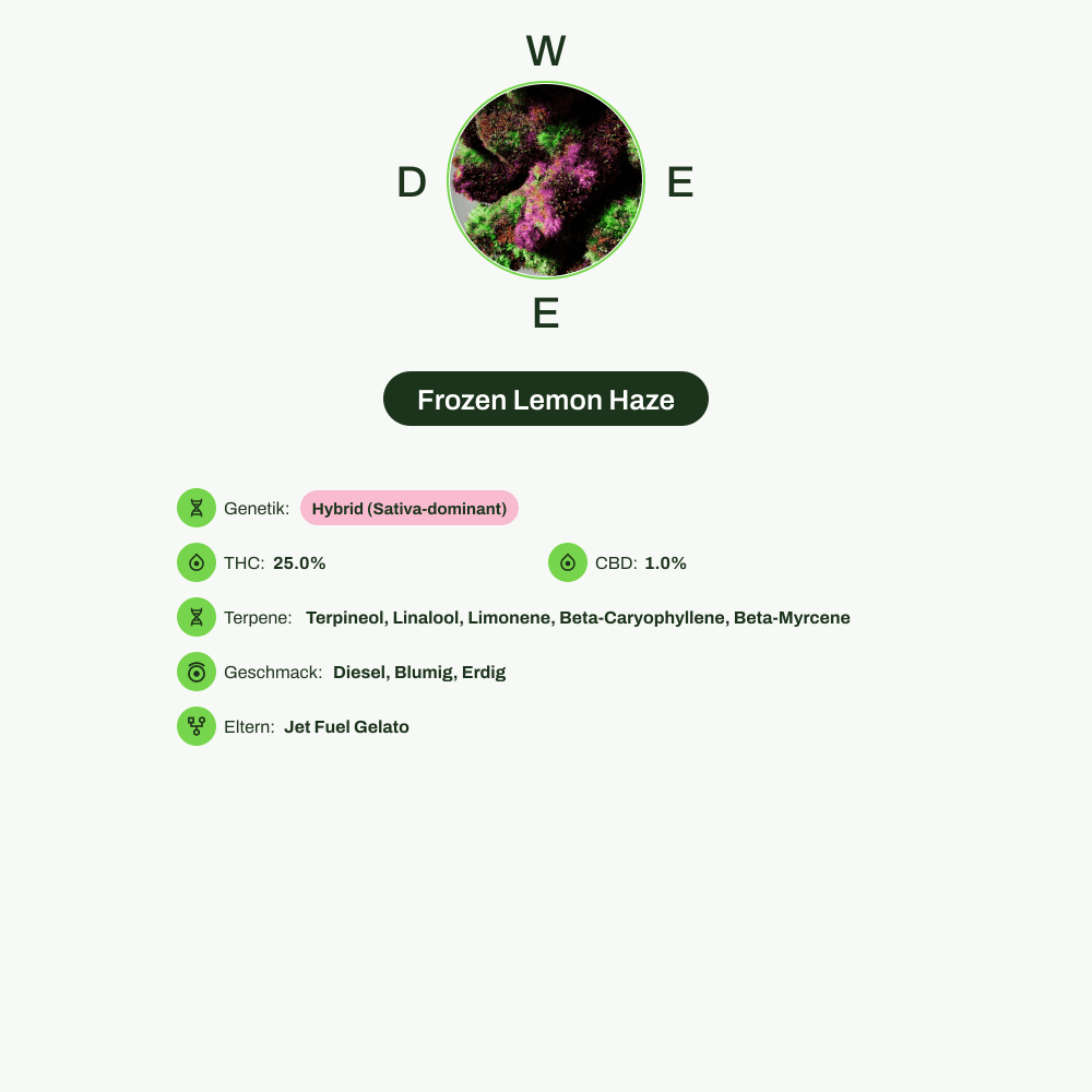 Infografik über THC-Gehalt, CBD-Gehalt, Terpene, Wirkungen, Geschmack von Frozen Lemon Haze