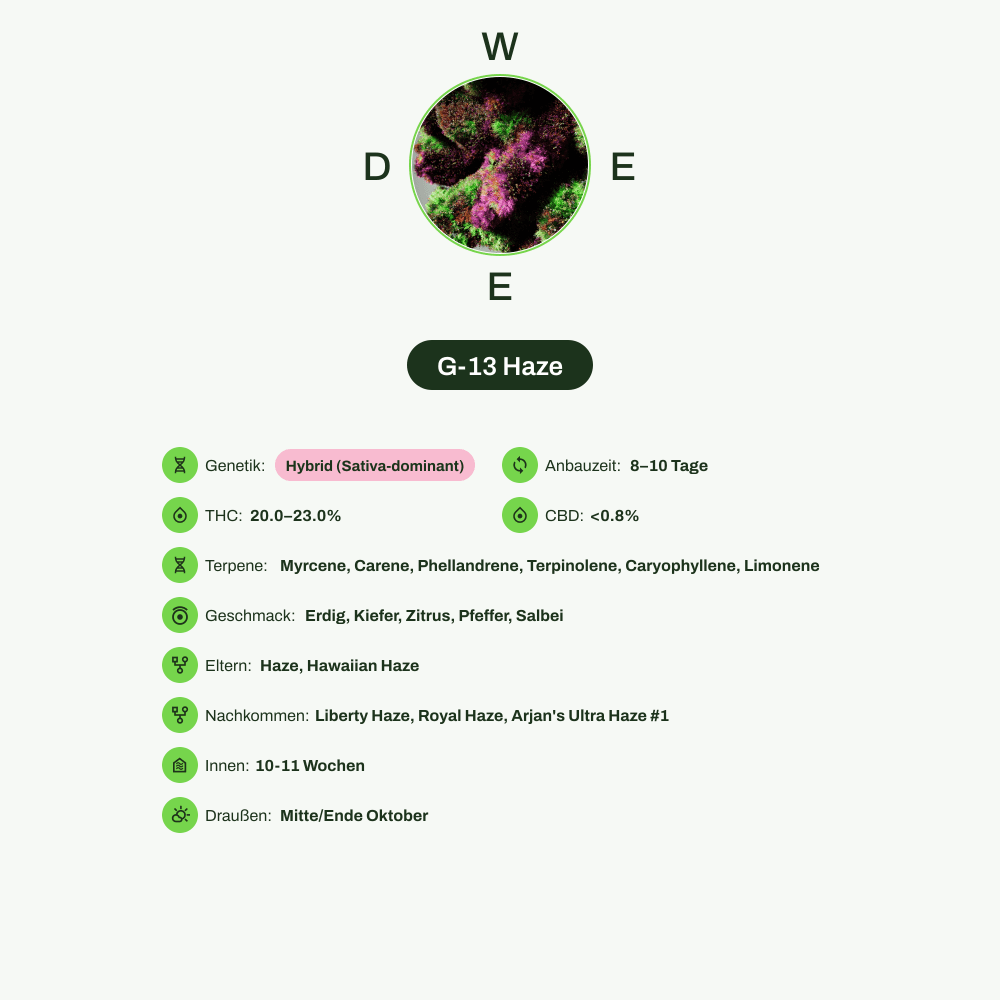 Infografik über THC-Gehalt, CBD-Gehalt, Terpene, Wirkungen, Geschmack von G-13 Haze