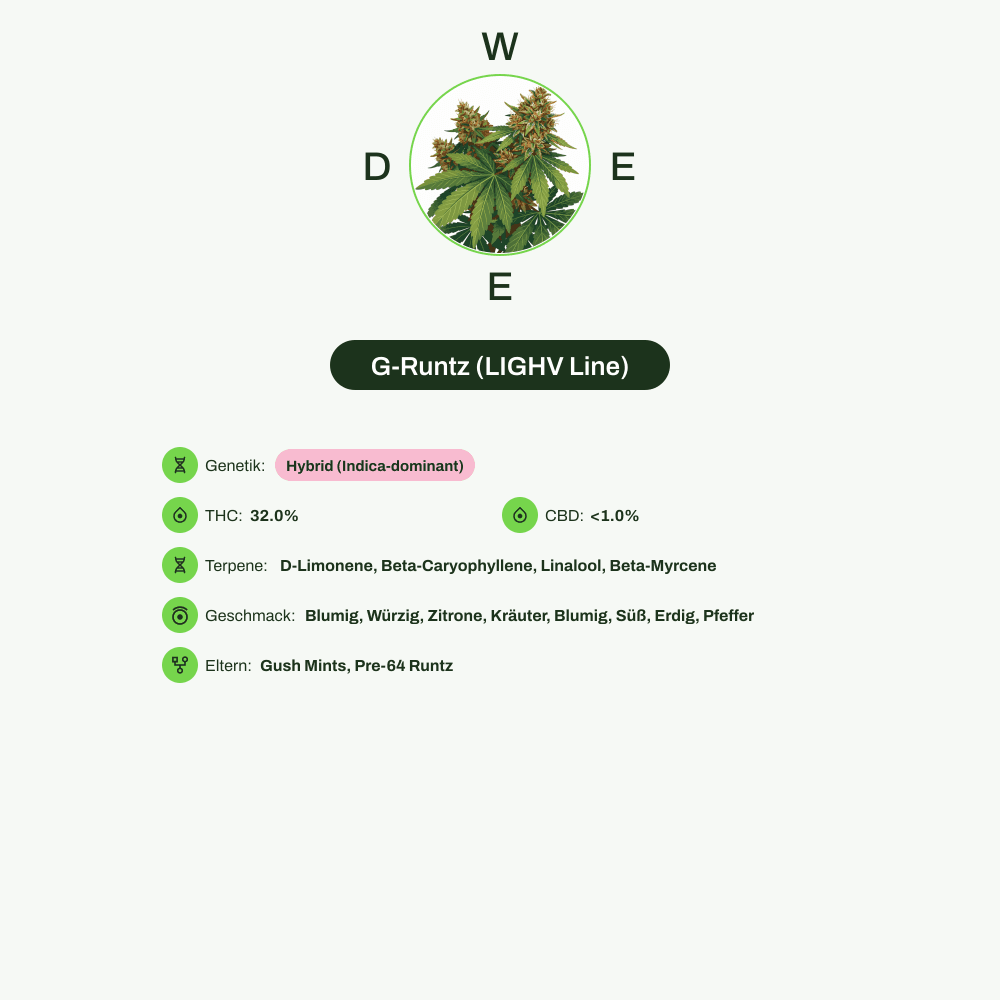 Infografik über THC-Gehalt, CBD-Gehalt, Terpene, Wirkungen, Geschmack von G-Runtz (LIGHV Line)