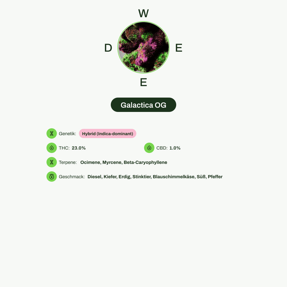 Infografik über THC-Gehalt, CBD-Gehalt, Terpene, Wirkungen, Geschmack von Galactica OG