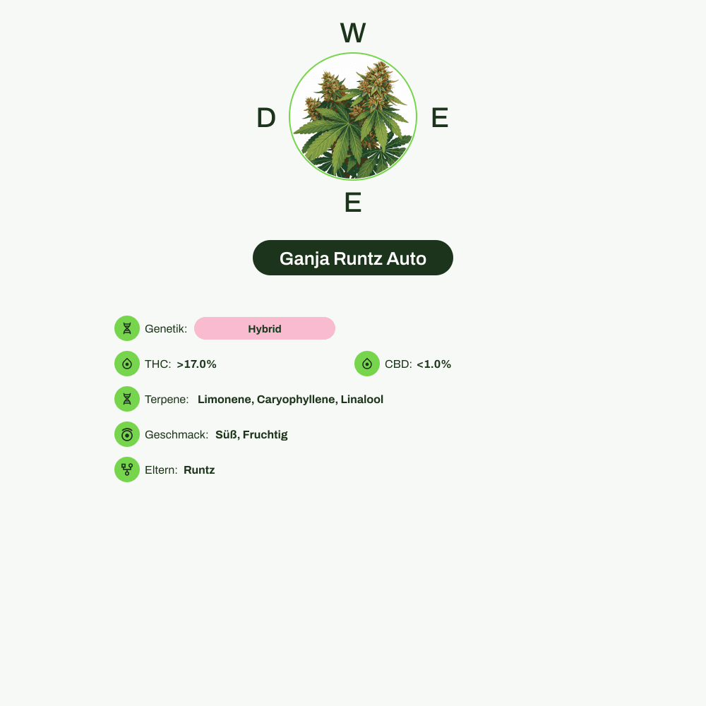 Infografik über THC-Gehalt, CBD-Gehalt, Terpene, Wirkungen, Geschmack von Ganja Runtz Auto