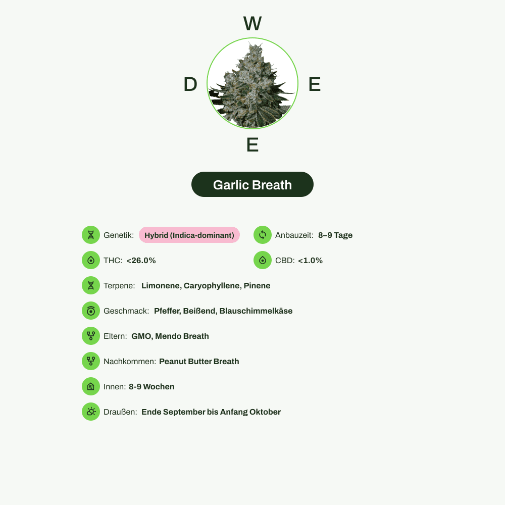 Infografik über THC-Gehalt, CBD-Gehalt, Terpene, Wirkungen, Geschmack von Garlic Breath