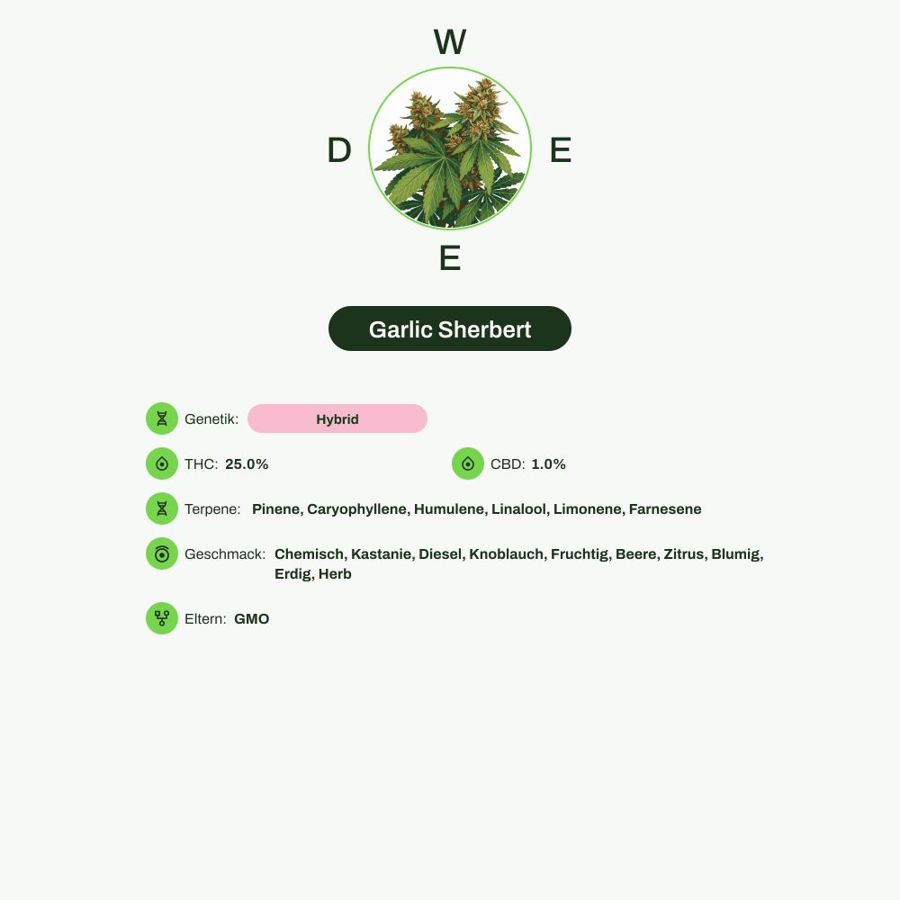 Infografik über THC-Gehalt, CBD-Gehalt, Terpene, Wirkungen, Geschmack von Garlic Sherbert