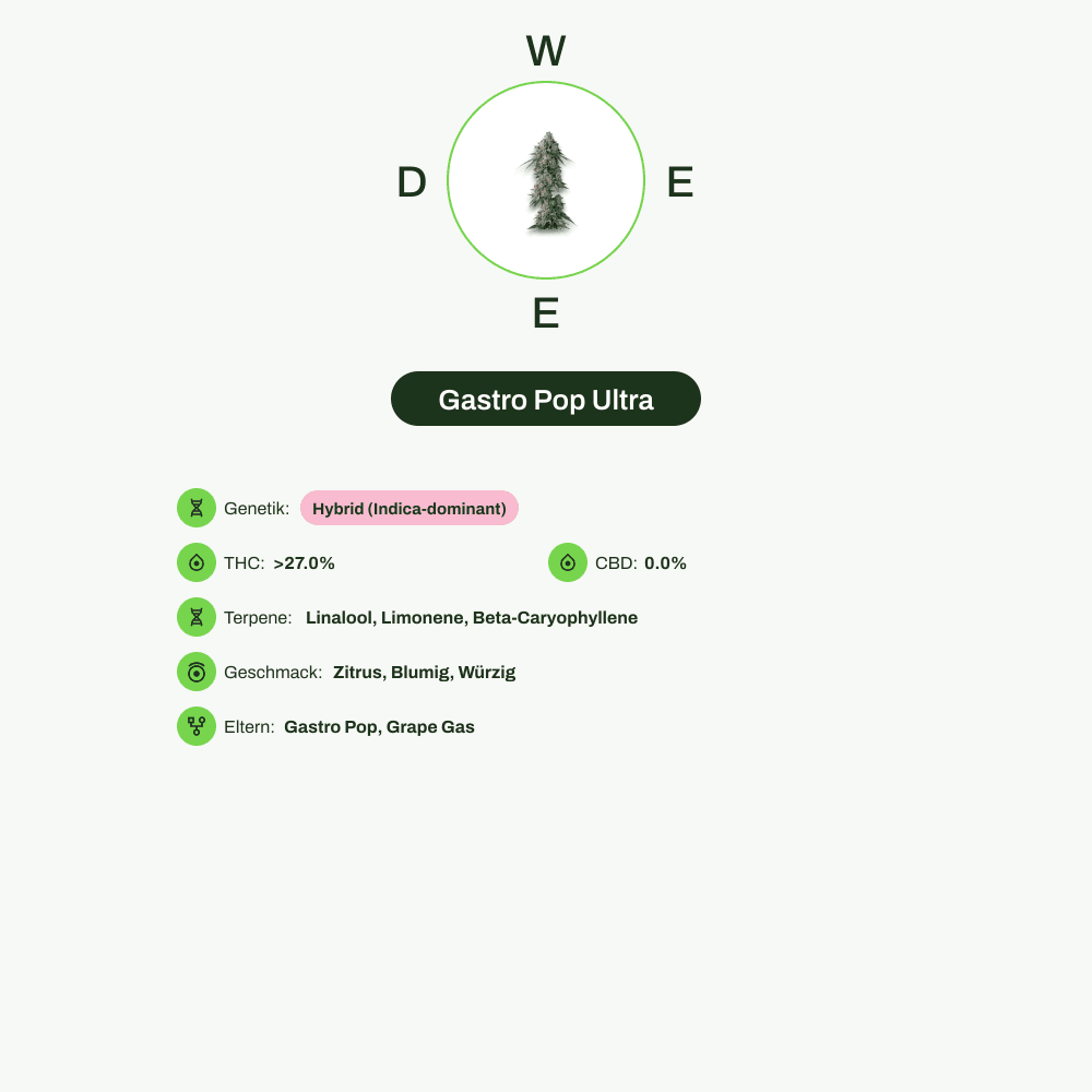 Infografik über THC-Gehalt, CBD-Gehalt, Terpene, Wirkungen, Geschmack von Gastro Pop Ultra