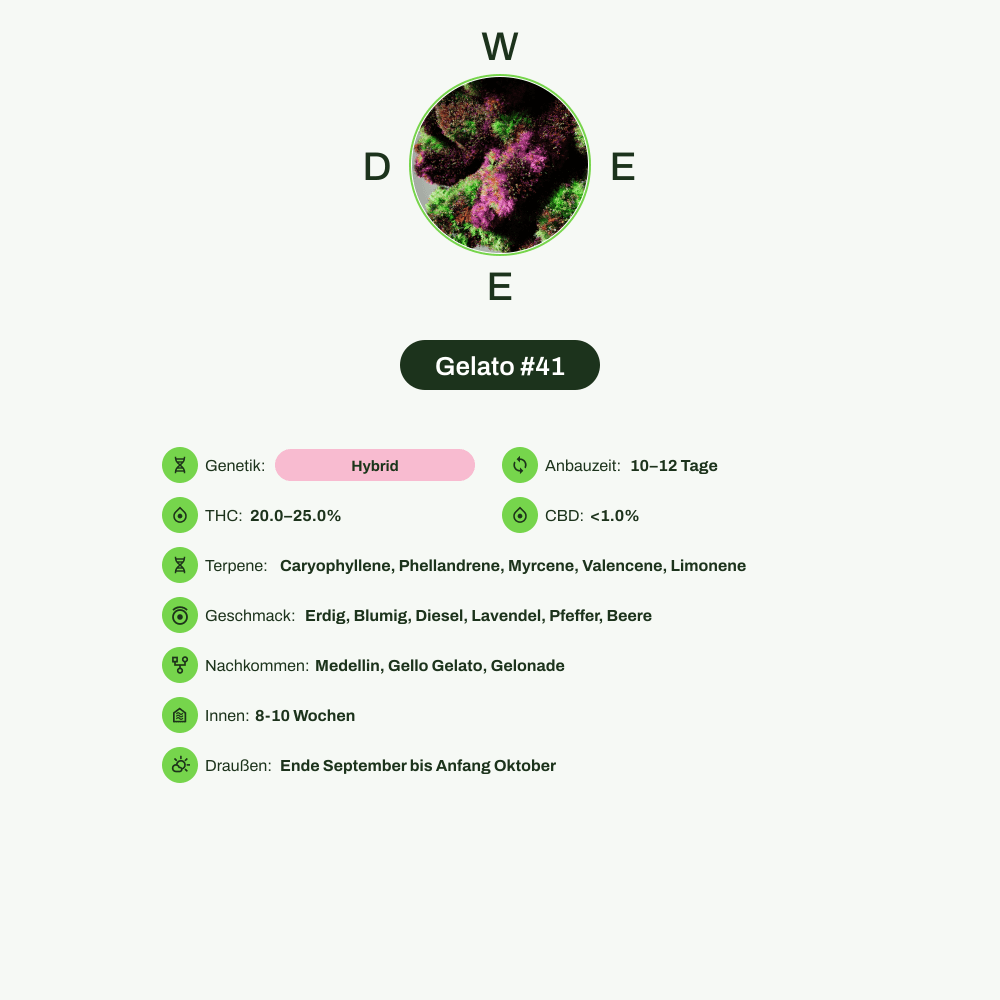 Infografik über THC-Gehalt, CBD-Gehalt, Terpene, Wirkungen, Geschmack von Gelato #41