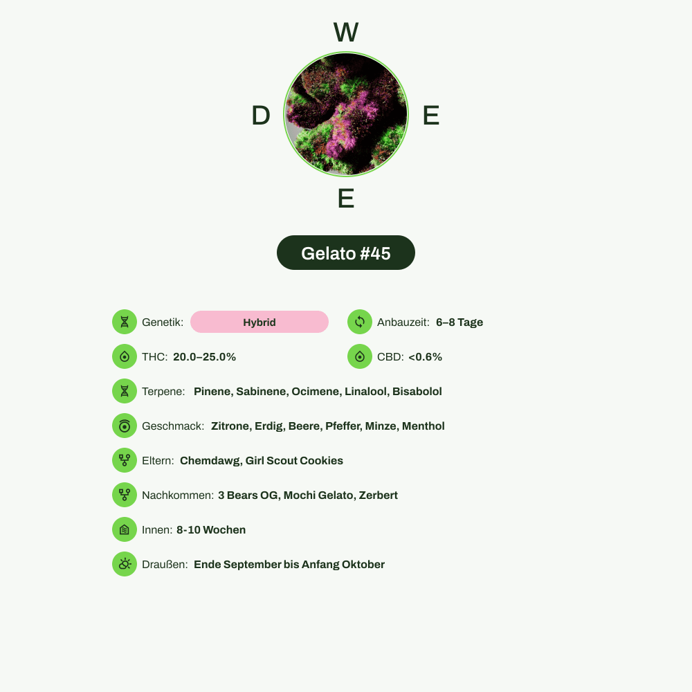 Infografik über THC-Gehalt, CBD-Gehalt, Terpene, Wirkungen, Geschmack von Gelato #45
