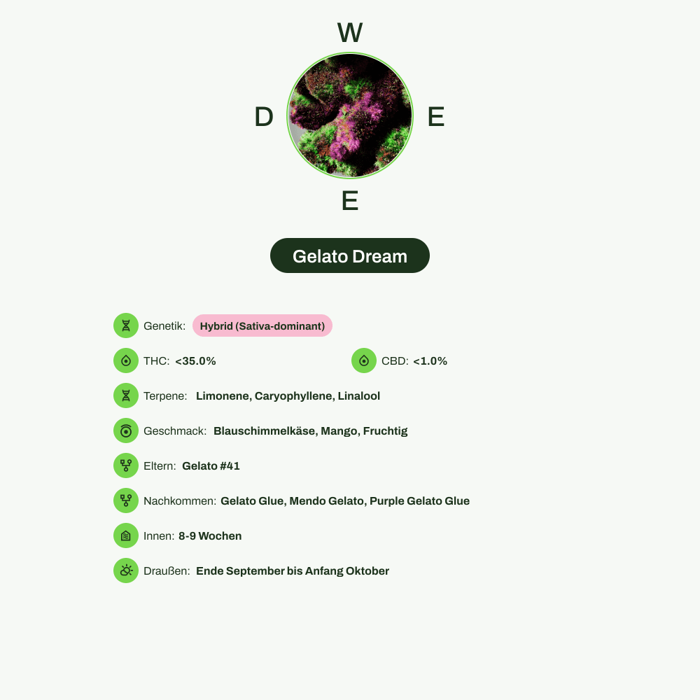 Infografik über THC-Gehalt, CBD-Gehalt, Terpene, Wirkungen, Geschmack von Gelato Dream