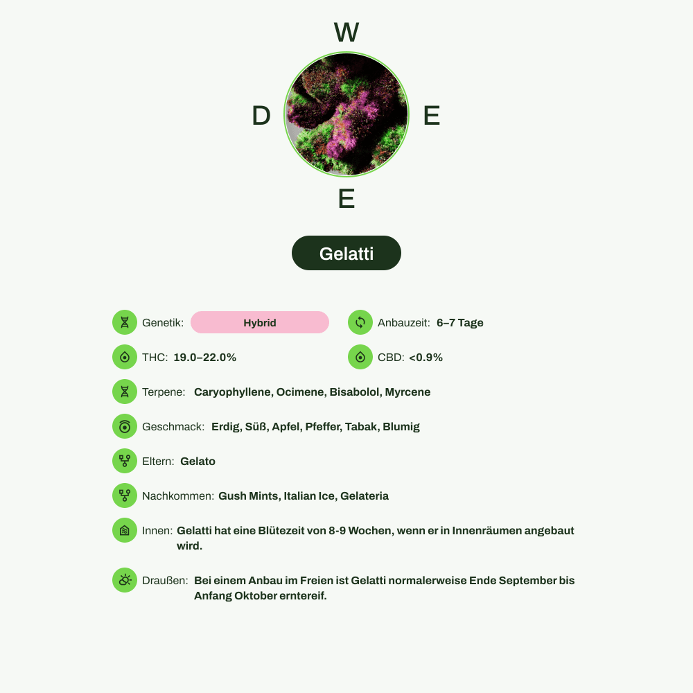 Infografik über THC-Gehalt, CBD-Gehalt, Terpene, Wirkungen, Geschmack von Gelatti